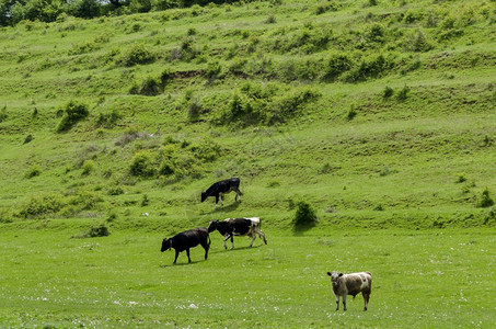 地平线小牛奶草和树木的田地背景保加利亚扎韦特图片