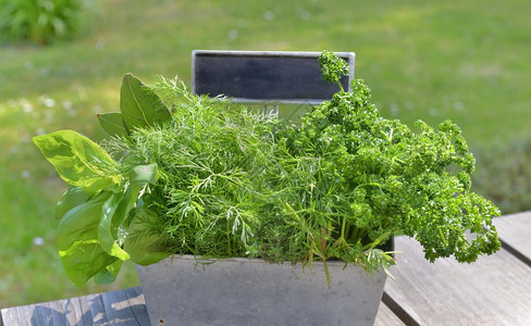 户外新鲜植物图片