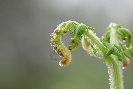 抽象的蕨叶软芽植物泰国图片