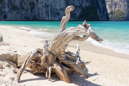 董里泰国长梁高老海滩上的漂浮木洋老挝图片