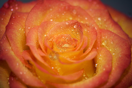 自然经过露水的由黄红玫瑰MacroDOF滴下的露水图片