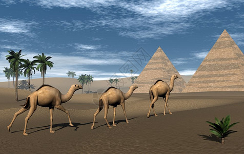树热使成为每天向沙漠金字塔行进的三只骆驼3D图片