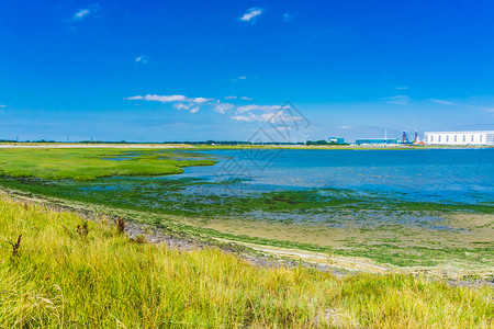 场地水带草和海藻的风景观岸图片