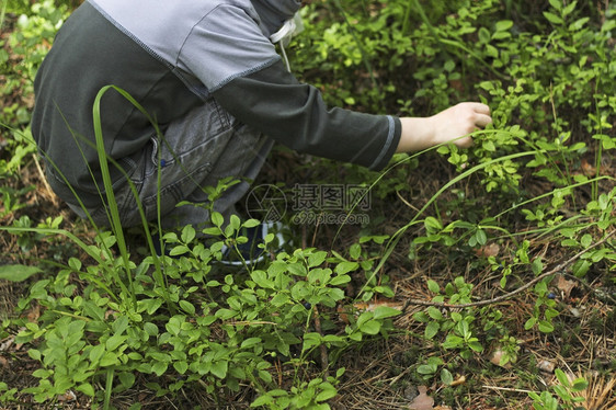 农田里采摘果子的男孩图片