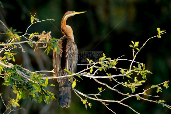 羽毛自然国民南非克鲁格家公园的一棵树上栖息非洲飞镖Anhingarufa图片