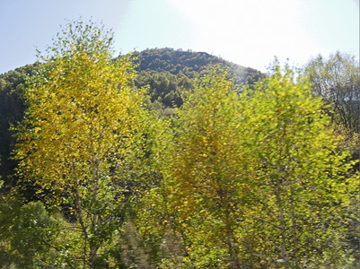 直的黄色猩红生树和秋天大白风景背景图片
