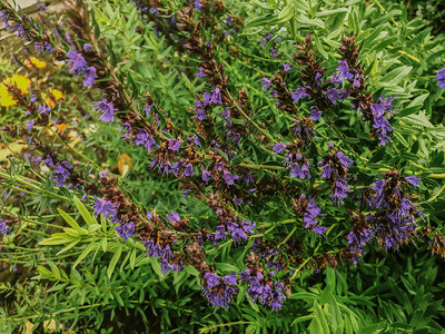 花园草药开紫色的自然户外图片