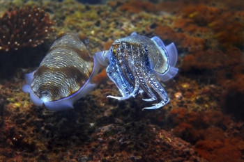 鱼泰国PhiPhiPhi的Palong潜水场肺礁图片