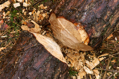 砍伐的树木森林的树桩干桩柴老化材料图片