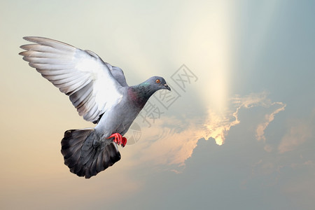 希望带美丽的太阳光背景飞鸽自由灵图片