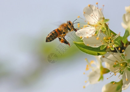 正在飞行的蜜蜂航班树自然图片