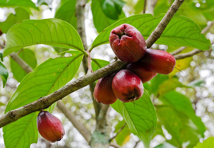 食物玫瑰苹果在泰国的树上健康颜色图片