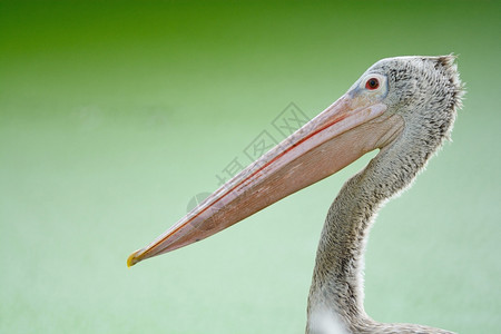 湖泊禽类鹈鹕美丽的水鸟斑点浮标的PelicanPeelcanus图片