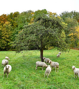 绿草地上的牧羊德国毛皮绿色背景图片