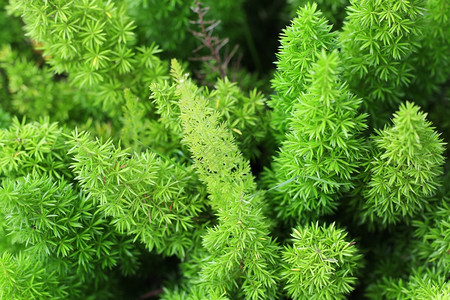 绿色植物图片