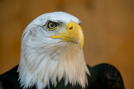 白色的脸棕背景秃鹰HaliaeetusLeucocephalus的肖像生物图片