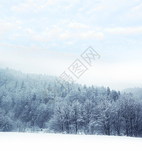 多雾路段山区冬季风景森林Foggy日景观有雾图片