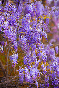 开花春盛满的维斯特利亚花朵紫色的苦参图片