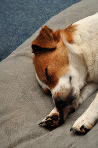 年轻的自然纯种一只JackRussell小狗睡在灰色的垫子上图片