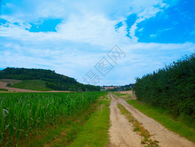 道路横穿田地两边有树木农场大豆土地图片