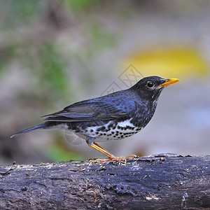 账单自然禽类美丽的鸟儿日本男ThrushTurduscardis站在日志上侧配置图片