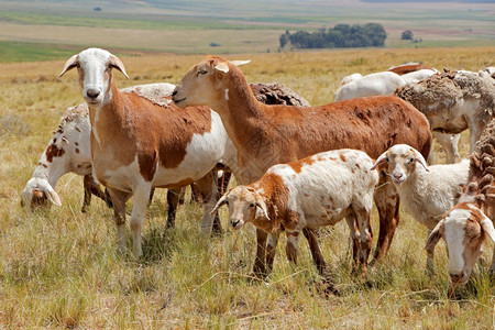 草原哺乳动物南非的土著牧羊品种肉制南非农村场的当地牧羊种农业图片