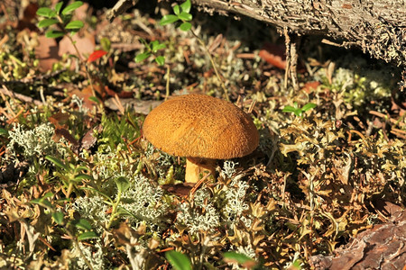 黄蘑菇食用苔藓发现图片