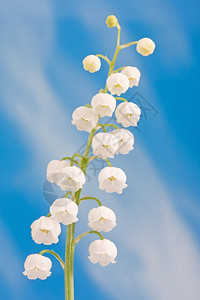 季节山谷里的百合花束蓝天上的山谷莉图片