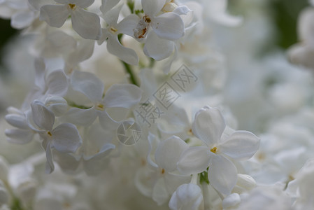 紫丁香植物学自然背景的锡林加白花Syringa白花开图片