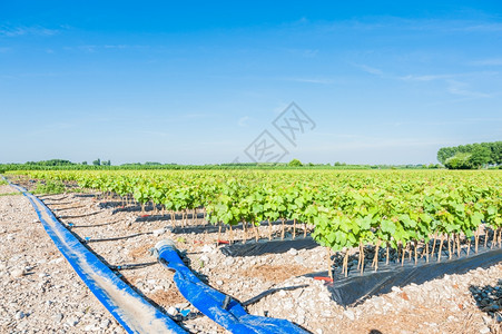 藤蔓扎实的树和灌溉系统埋在地下管的田葡萄园移植物图片