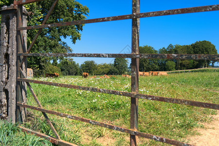 肉法国农业地貌棕色利木奶牛乡村的场地图片