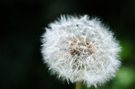 在模糊背景上关闭dandelion开花自由吹图片