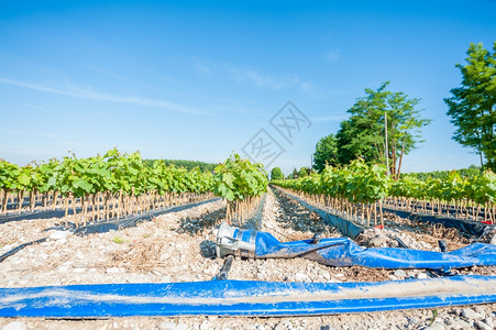 叶子扎实的藤树和灌溉系统埋在地下管的田葡萄藤图片