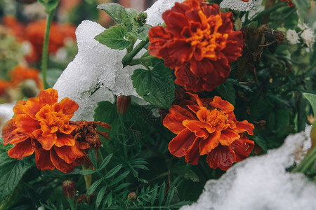 初雪下的秋花在园的浅草地深处冬天在下面图片