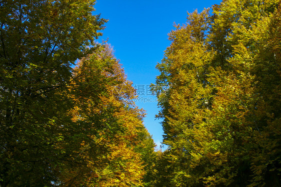 蓝天白云下的秋季森林图片