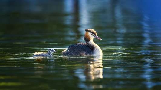 格里布男羽毛白葡萄鸭小鸡和婴儿漂浮在水湖上图片