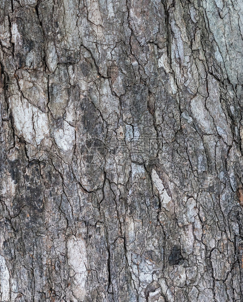 垃圾摇滚木板粗糙的公园树皮上的燕尾服图片