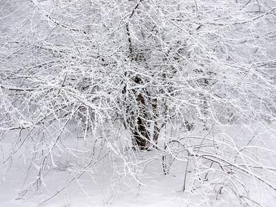 晴天木头冻树雪图片