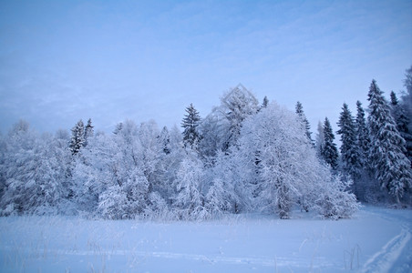 冬季风景雪地覆盖的树木景观白雪皑堆场景图片