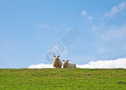 风景农业羊毛图片