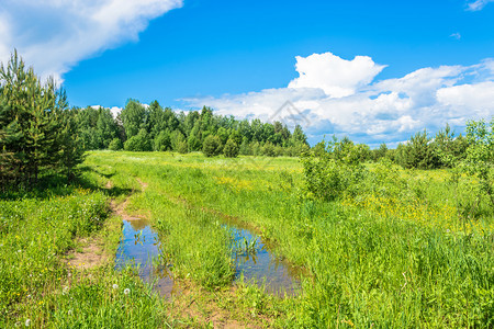 美丽景观杂草丛生俄罗斯科托马州Kostroma州夏季阴云天的泥土路草地过多绿图片
