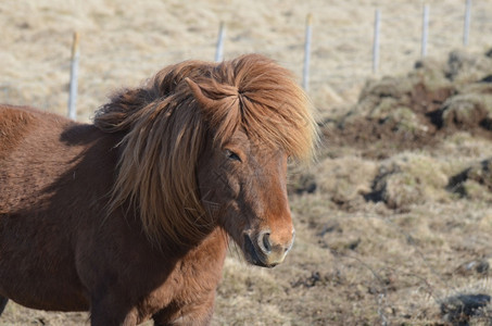 棕色的骘美丽栗子马长木头和前额锁在风中吹一种图片