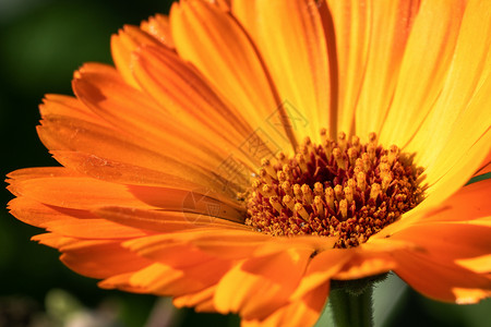 常见的自然颜色MarigoldCalendulaofficinalis以秋色关闭花朵图片