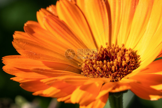 常见的自然颜色MarigoldCalendulaofficinalis以秋色关闭花朵图片