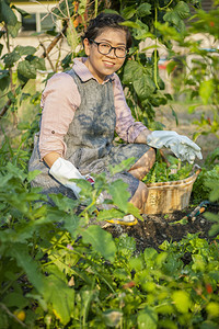 园艺露齿的在家庭花园里种植有机蔬菜的亚洲妇女干净的图片