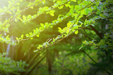 嫩绿色树叶森林里嫩绿色的树芽背景