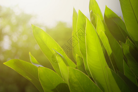环境墙纸花园绿色叶子自然背景的质图片