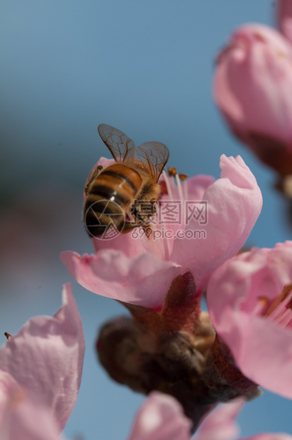 分支蜜蜂在桃花上收集蜜在桃上收集天然本底蜜蜂美丽春天图片