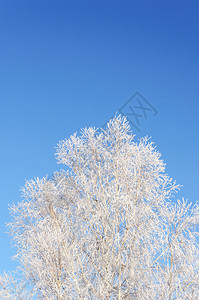 蓝色的天空背景上覆盖着无冰霜的白树冠仙境一种图片