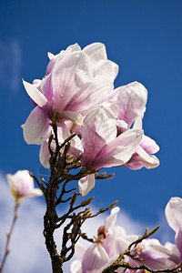 美丽的盛开的郁金香图片